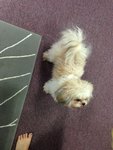 Ding Ding - Shih Tzu Dog