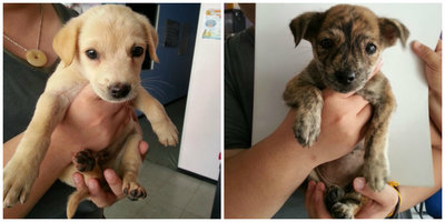 Lucky Puppies - Mixed Breed Dog