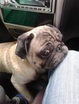 Missy - Pug Dog