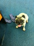 Missy - Pug Dog