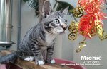 Michie - Domestic Short Hair Cat