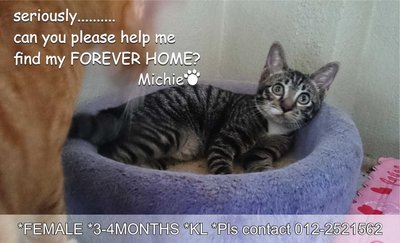 Michie - Domestic Short Hair Cat