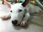 Moo Moo(Mini Bull Terrier With Mka) - Bull Terrier Dog