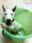 Moo Moo(Mini Bull Terrier With Mka) - Bull Terrier Dog