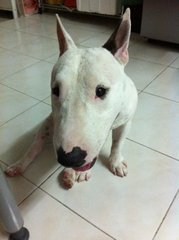 Moo Moo(Mini Bull Terrier With Mka) - Bull Terrier Dog