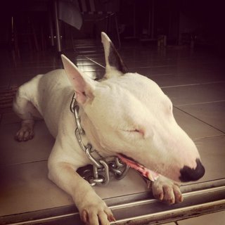 Moo Moo(Mini Bull Terrier With Mka) - Bull Terrier Dog