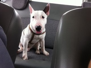 Moo Moo(Mini Bull Terrier With Mka) - Bull Terrier Dog