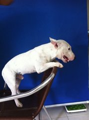 Moo Moo(Mini Bull Terrier With Mka) - Bull Terrier Dog