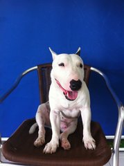 Moo Moo(Mini Bull Terrier With Mka) - Bull Terrier Dog