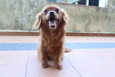 Sunny - Mixed Breed Dog