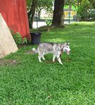 Snowy - Husky + Siberian Husky Dog