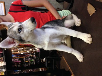 Husky - Grey White With Blue Eyes - Husky Dog