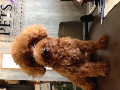 Tiny Toy Poodle - Adult - Poodle Dog