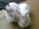 Mix Teddy Bear Fluffy - Lionhead Rabbit