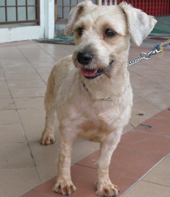 Christy - Terrier Dog