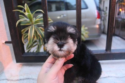 B&amp;silver Mini Schnauzer Puppy - Schnauzer Dog