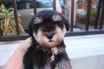 B&amp;silver Mini Schnauzer Puppy - Schnauzer Dog