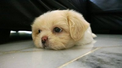 Cookie The Peke-a-tzu - Pekingese + Shih Tzu Dog