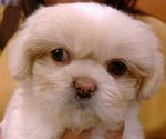 Cookie The Peke-a-tzu - Pekingese + Shih Tzu Dog