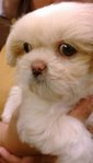 Cookie The Peke-a-tzu - Pekingese + Shih Tzu Dog