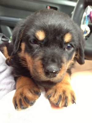 Rottweiller New Batch - Rottweiler Dog