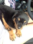 Rottweiller New Batch - Rottweiler Dog