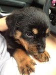 Rottweiller New Batch - Rottweiler Dog