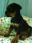 Rottweiller New Batch - Rottweiler Dog