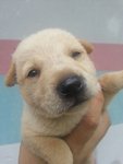 Puppies - Urgent Adoption - Mixed Breed Dog