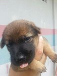 Puppies - Urgent Adoption - Mixed Breed Dog