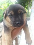 Puppies - Urgent Adoption - Mixed Breed Dog