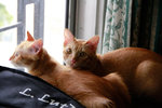 Tom &amp; Cutie Adoption For Free! - Domestic Long Hair + Domestic Medium Hair Cat