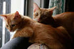 Tom &amp; Cutie Adoption For Free! - Domestic Long Hair + Domestic Medium Hair Cat