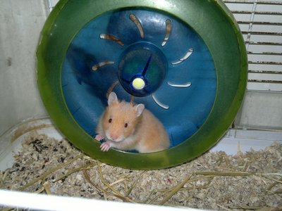 Syrian Hamster - Common Hamster Hamster