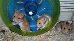 Syrian Hamster - Common Hamster Hamster