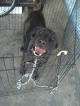 Happy - Labrador Retriever Mix Dog