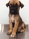 Hero - Mixed Breed Dog