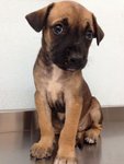 Hero - Mixed Breed Dog