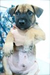 Hero - Mixed Breed Dog