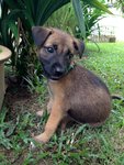 Kiro - Mixed Breed Dog