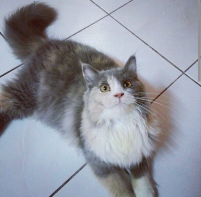 Mix Mainecoon Female  - Maine Coon + Persian Cat