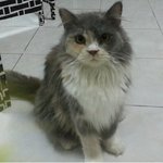 Mix Mainecoon Female  - Maine Coon + Persian Cat