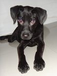 Yogi Boy - Labrador Retriever Mix Dog