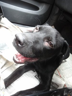 Yogi Boy - Labrador Retriever Mix Dog