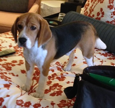 Palmer - Beagle Dog