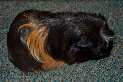 Coronet_b - Guinea Pig Small & Furry