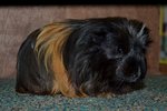 Coronet_b - Guinea Pig Small & Furry