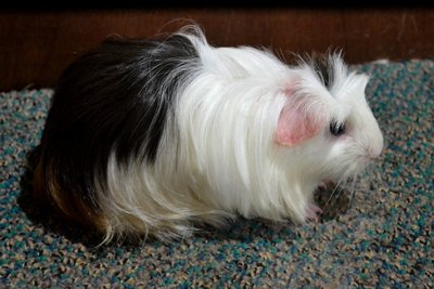 Coronet_s - Guinea Pig Small & Furry