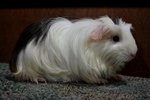 Coronet_s - Guinea Pig Small & Furry