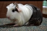 Coronet_s - Guinea Pig Small & Furry